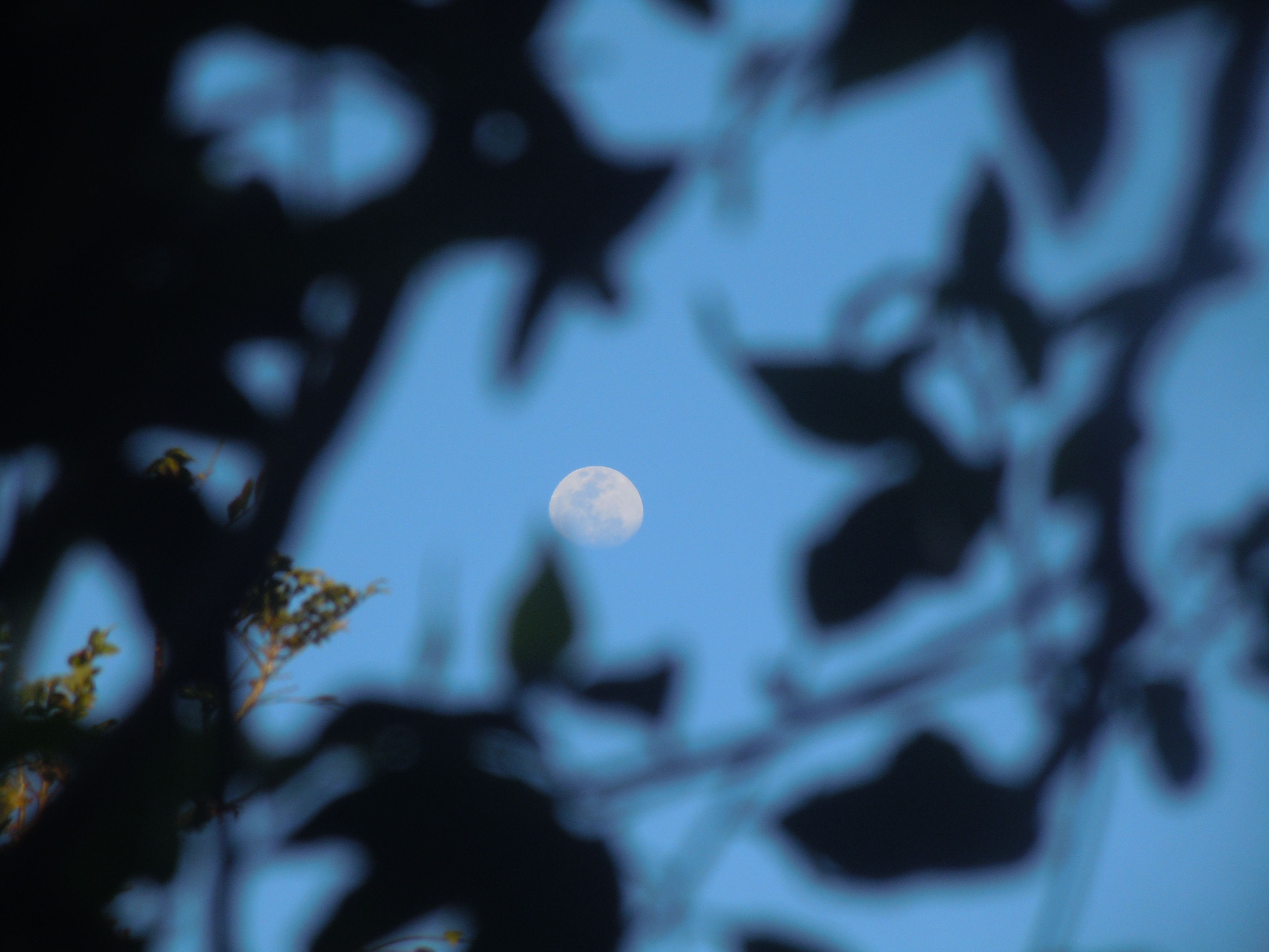 Lua