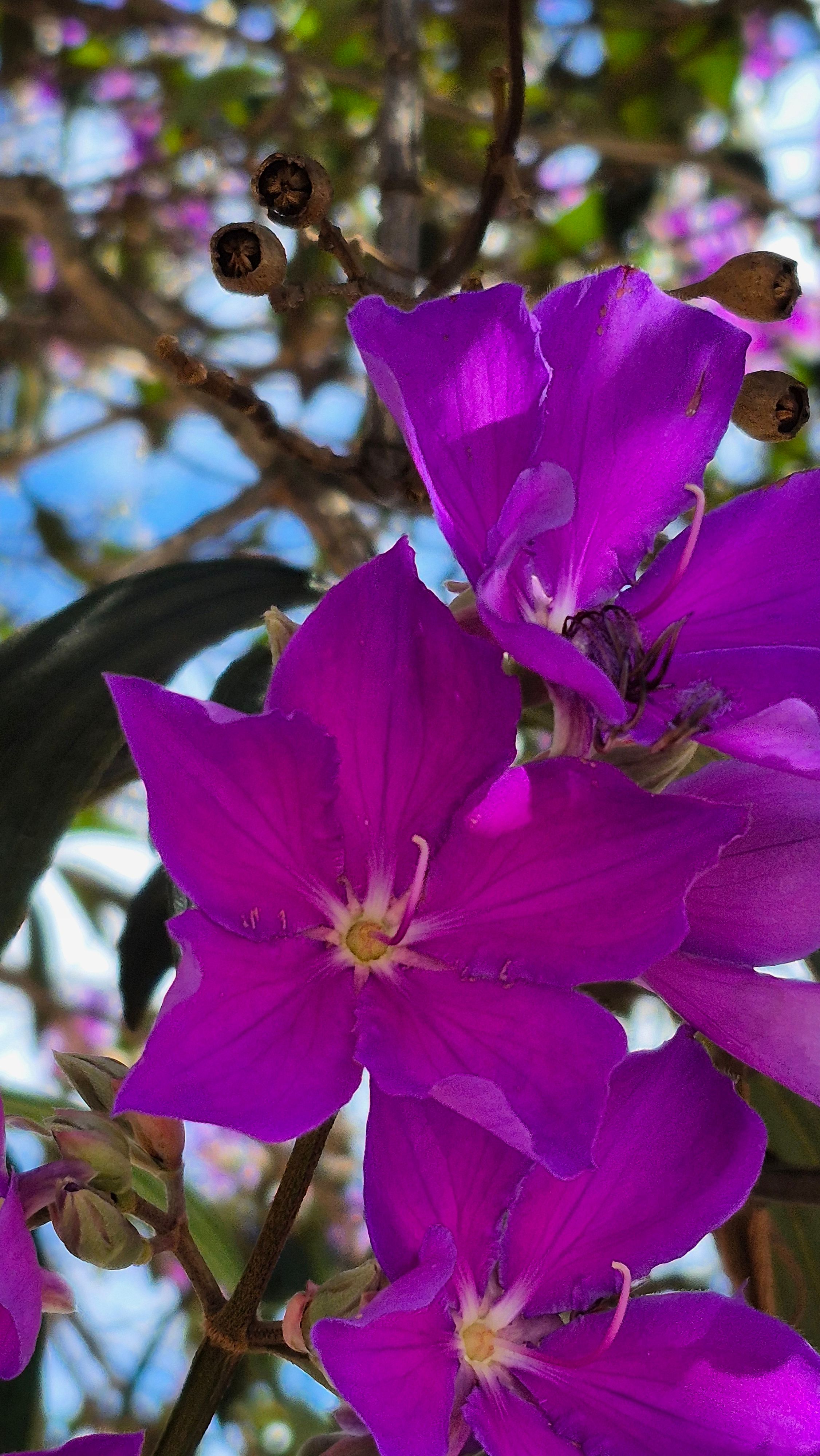 Flores