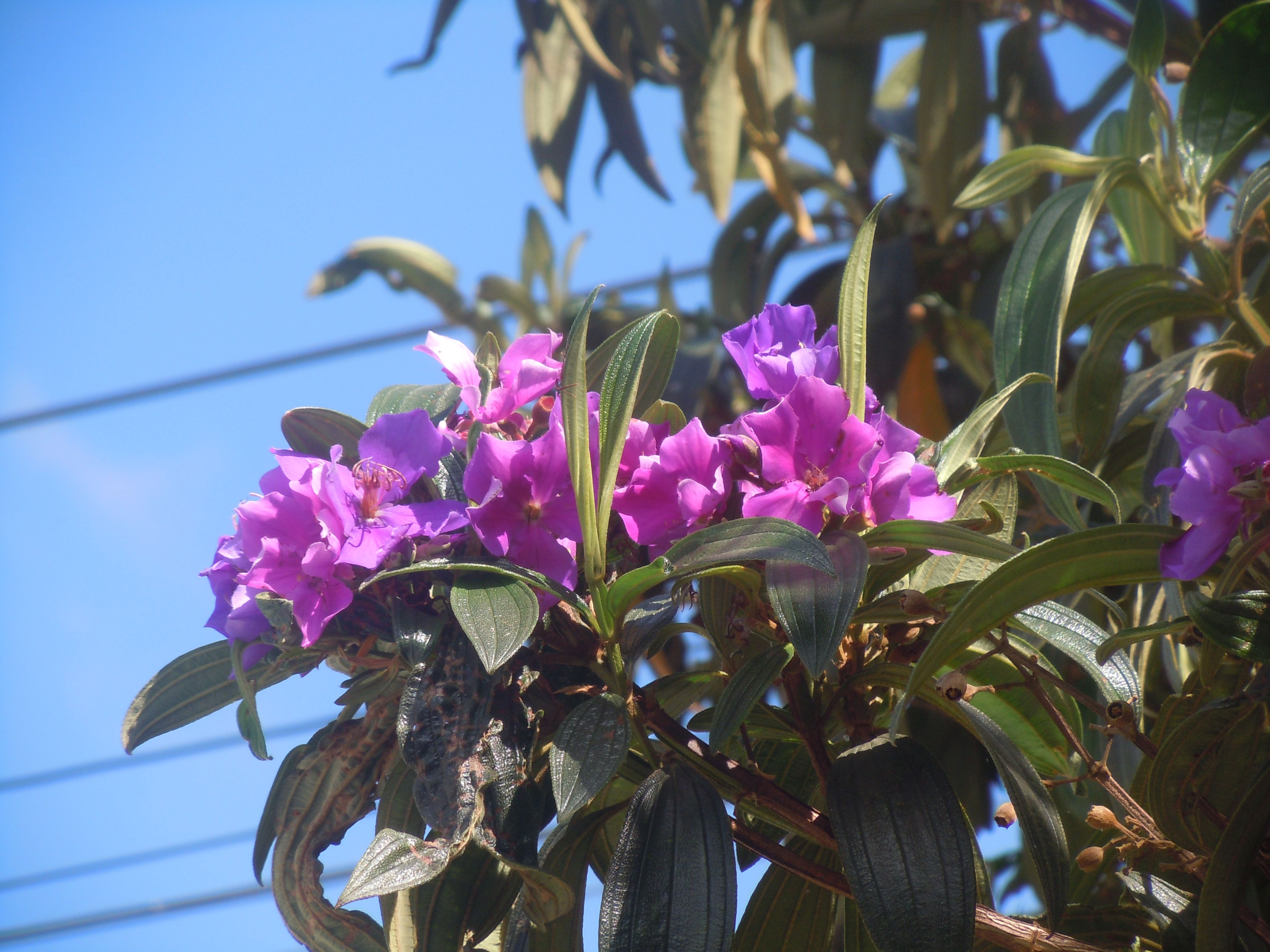 Plantas