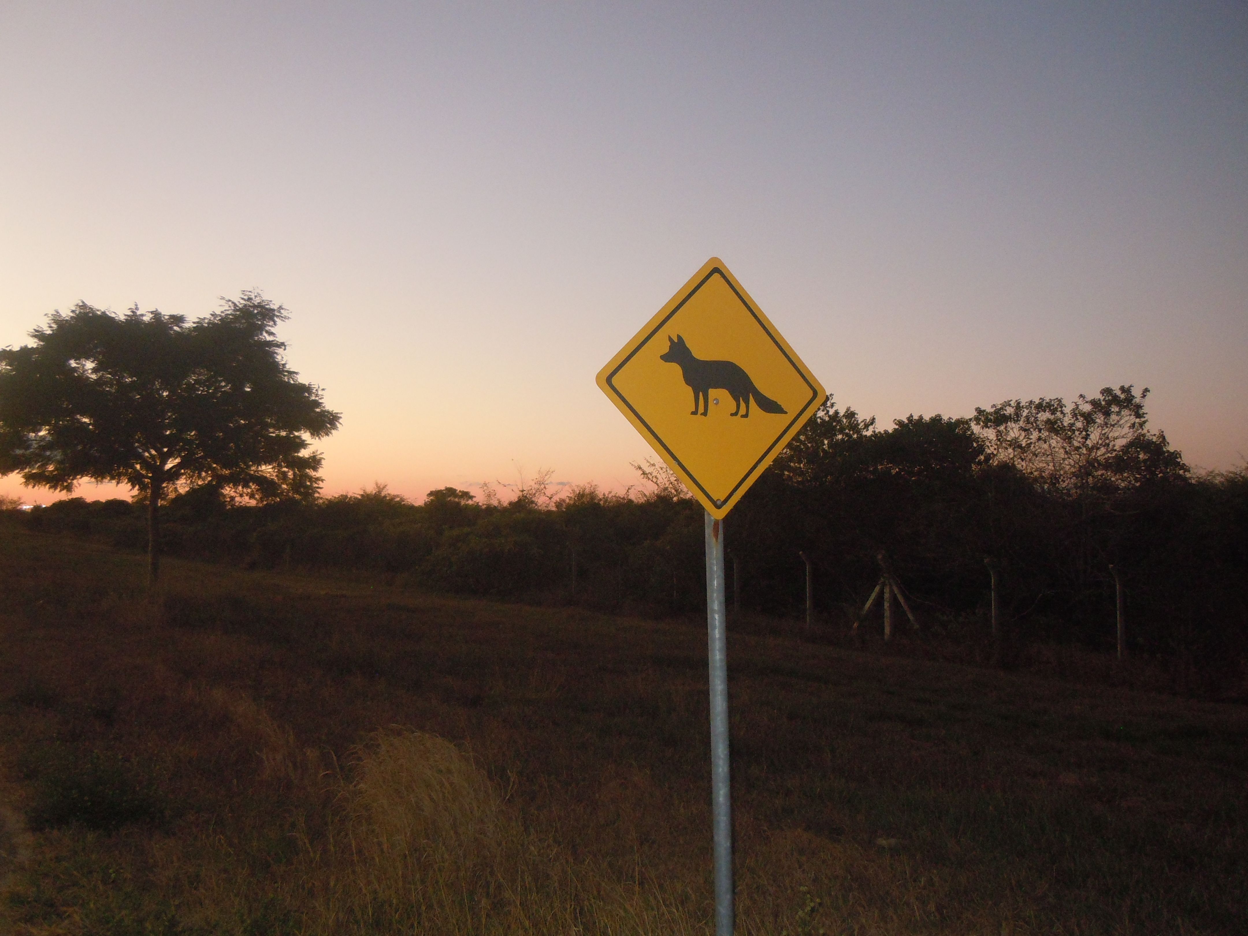 Placa: Cuidado raposas na pista
