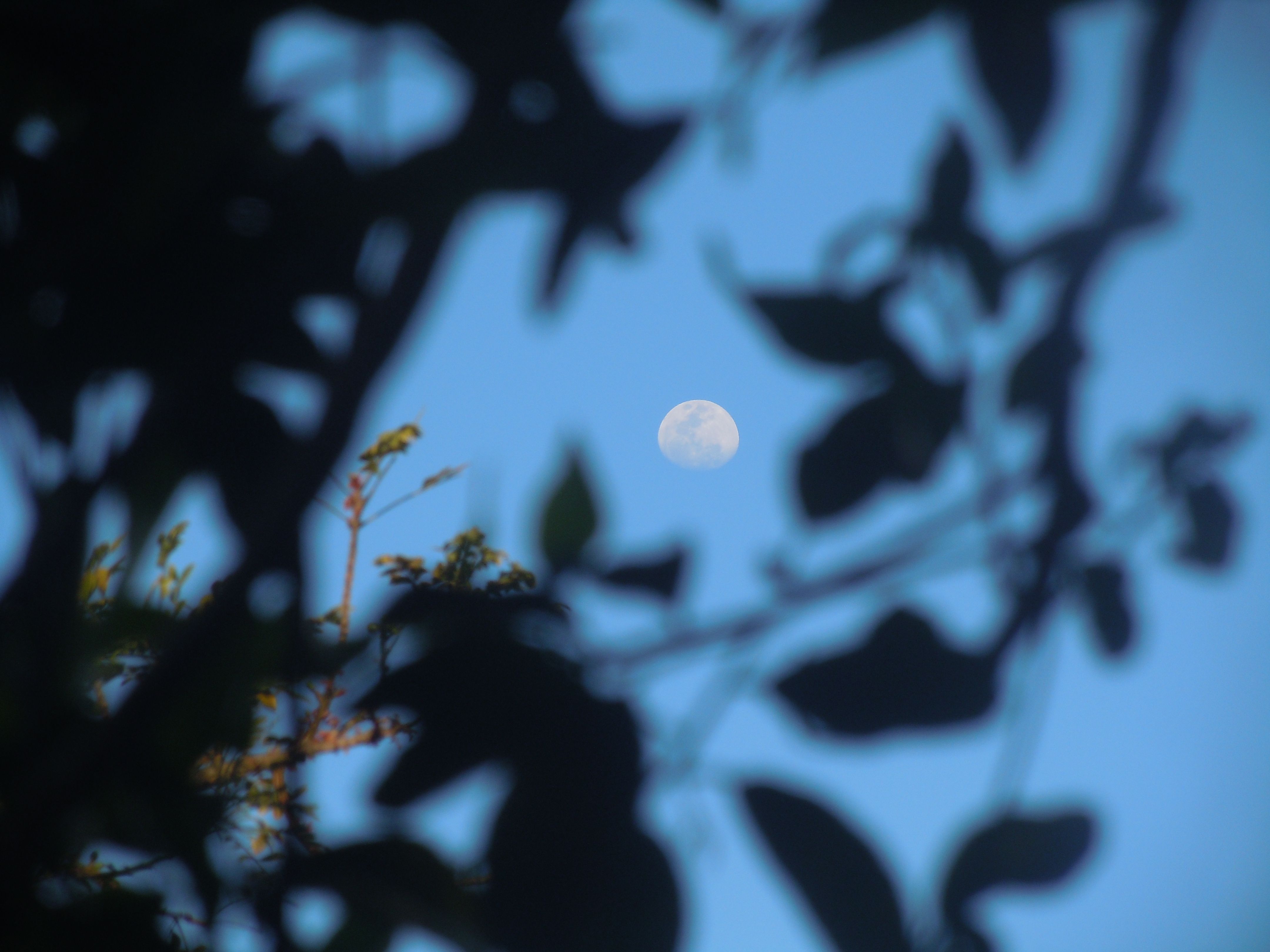 Lua
