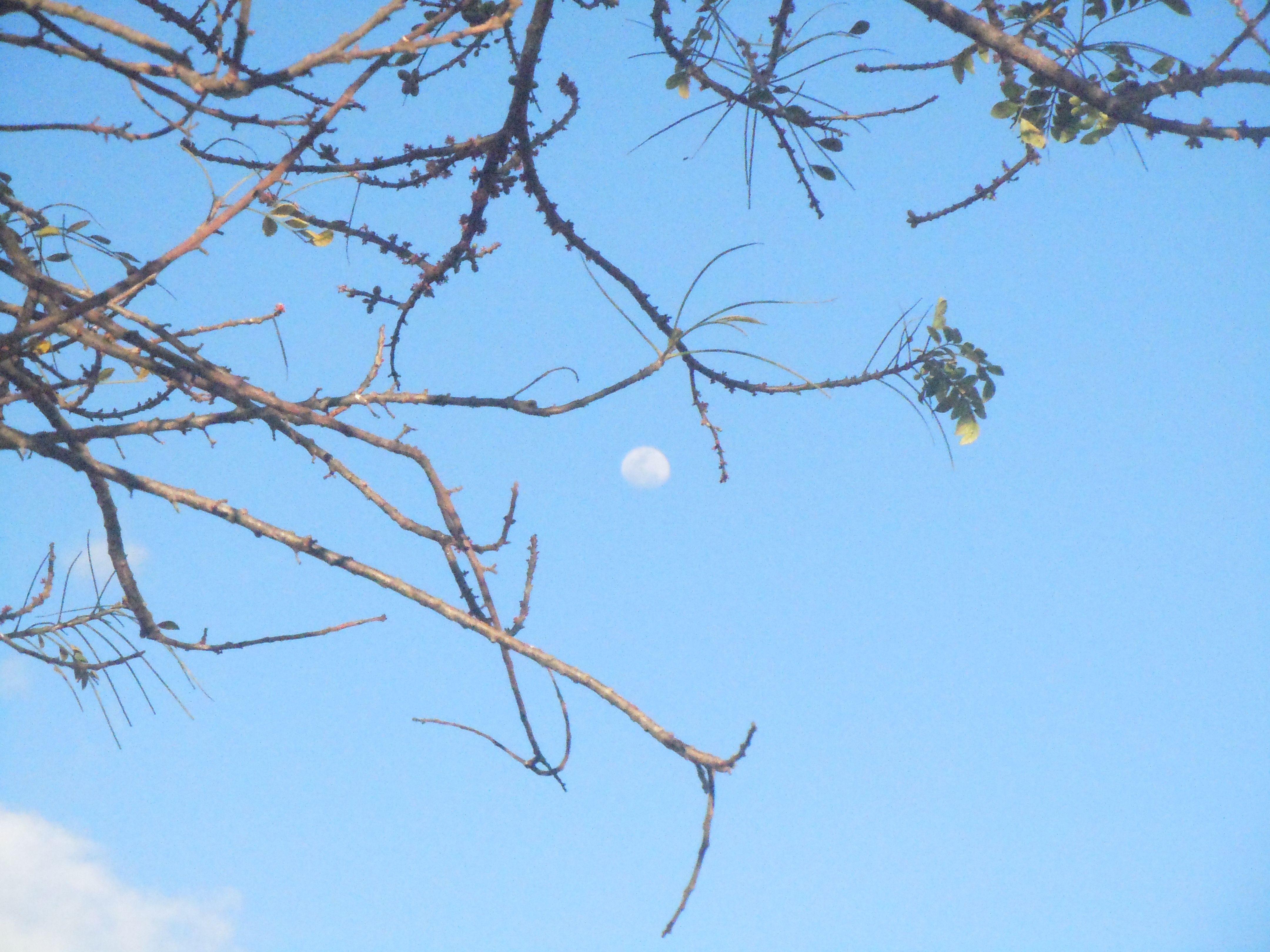 Lua