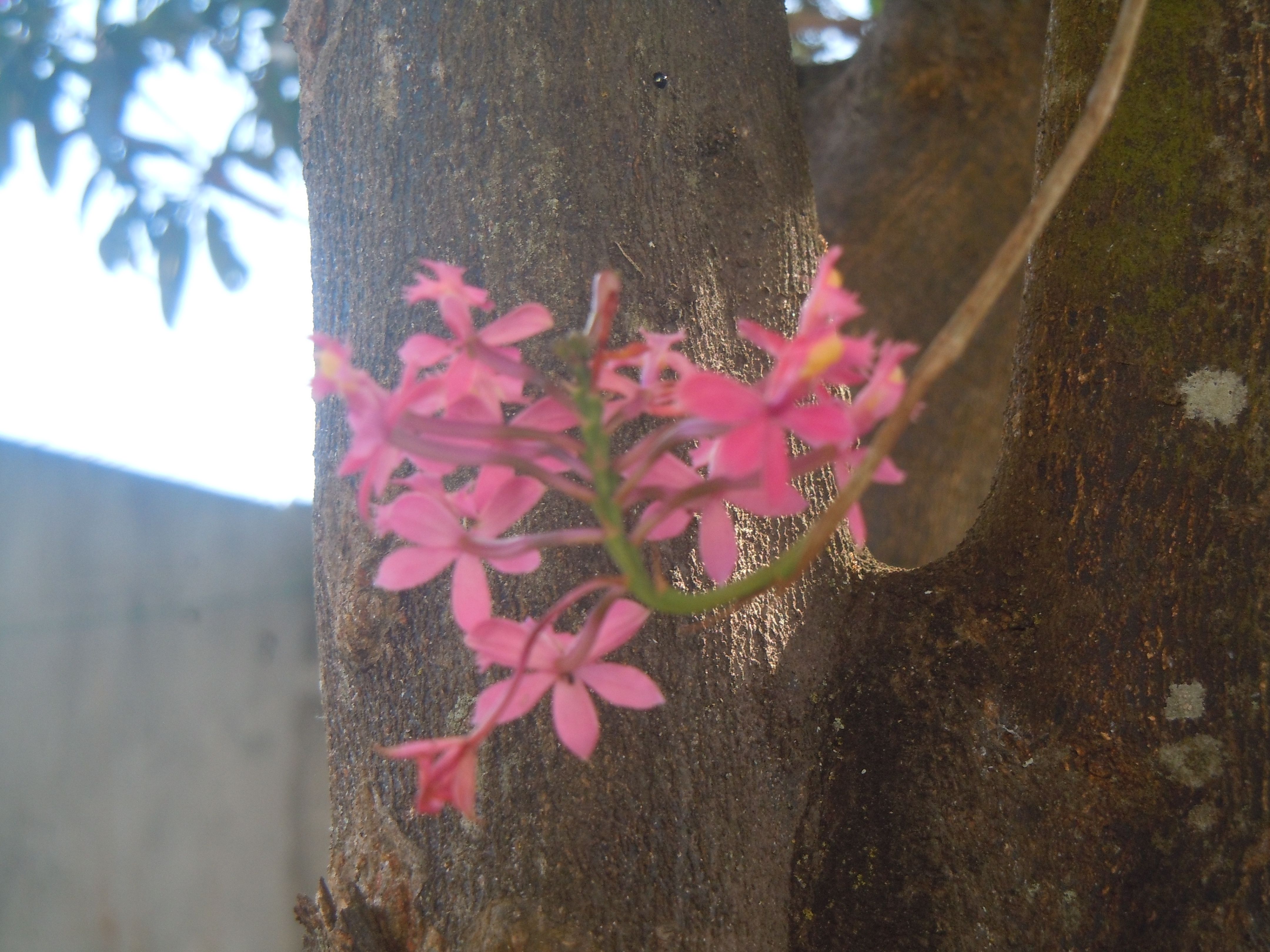 Plantas