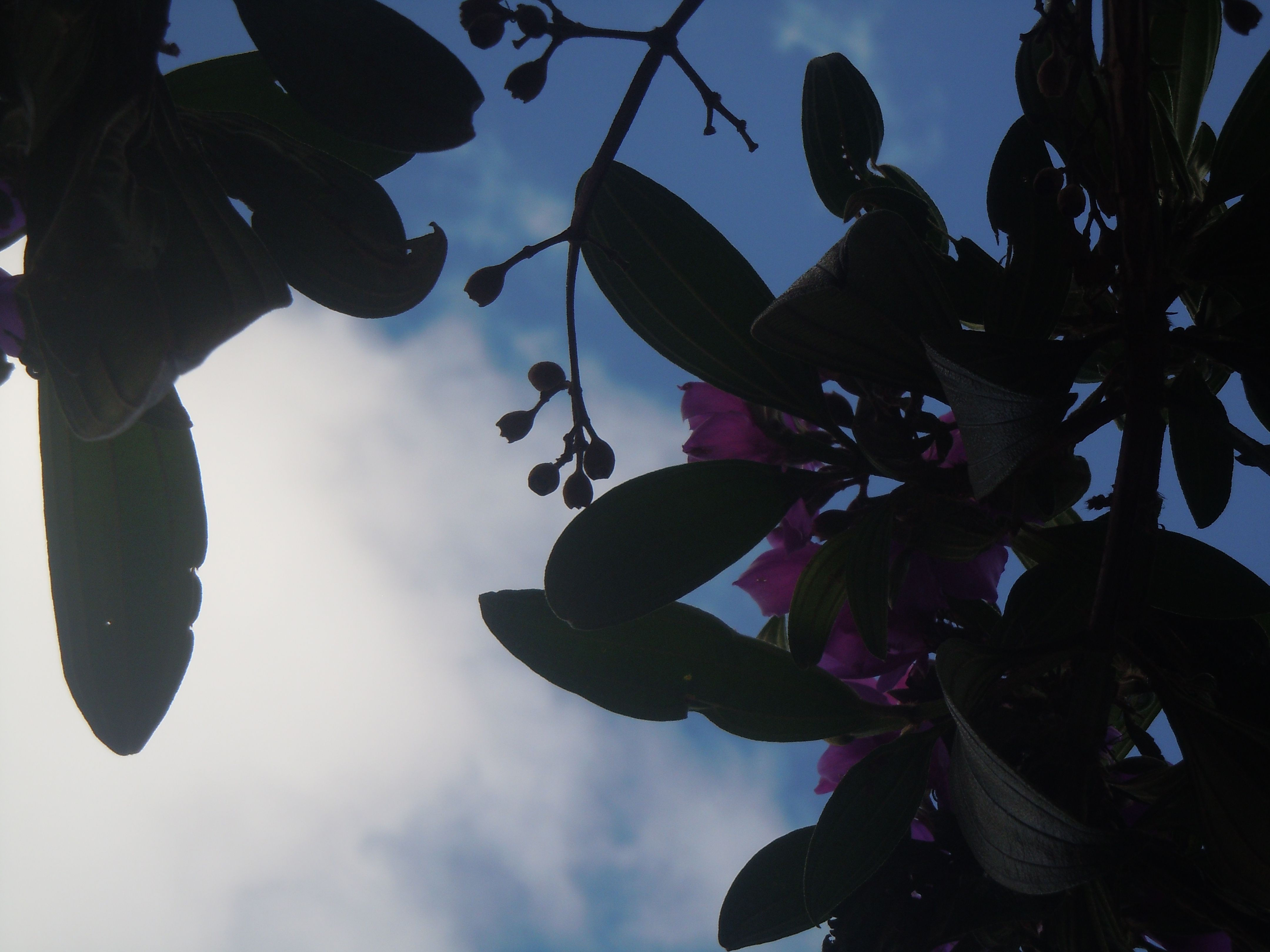 Planta