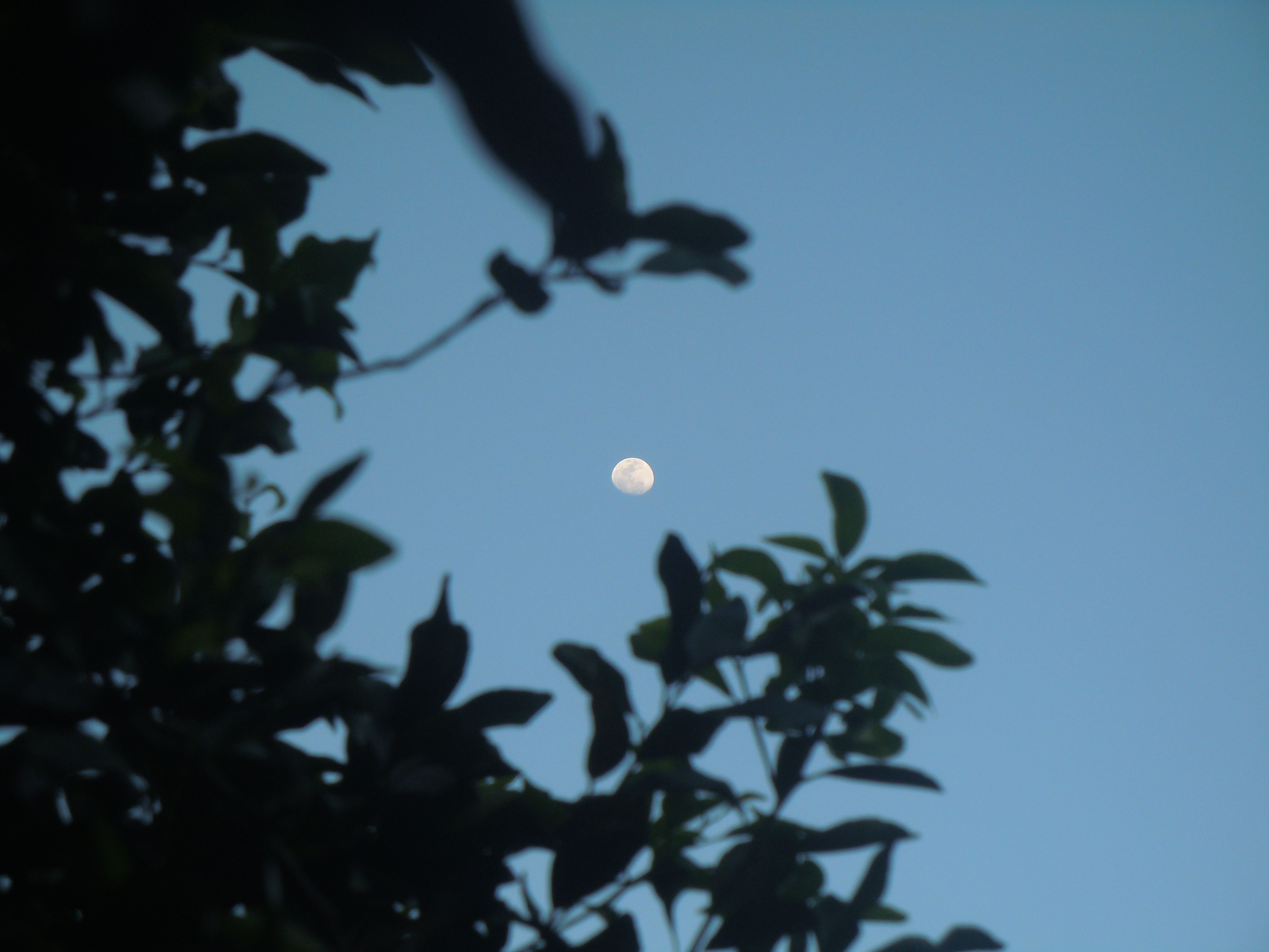 Lua