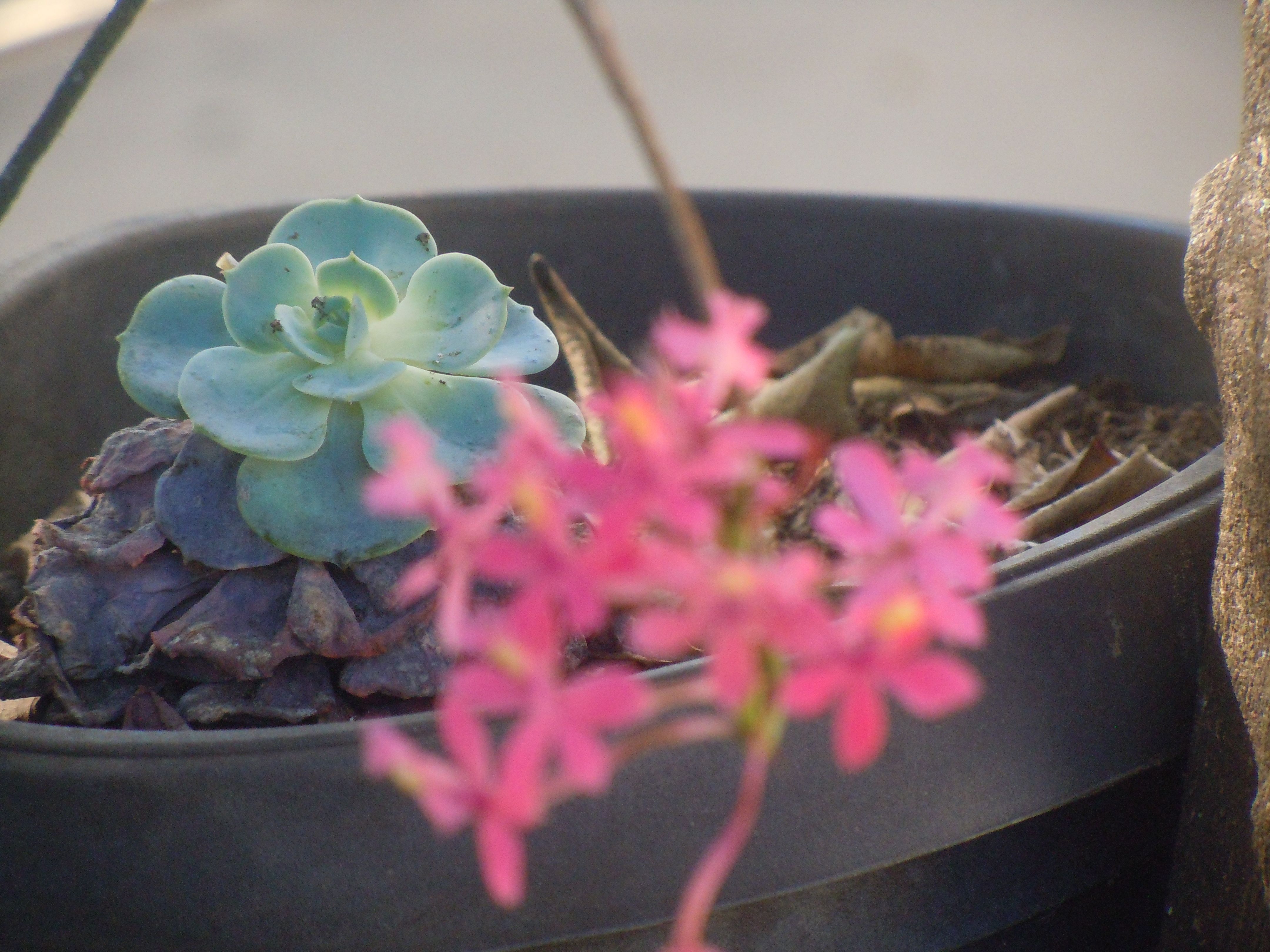 Planta