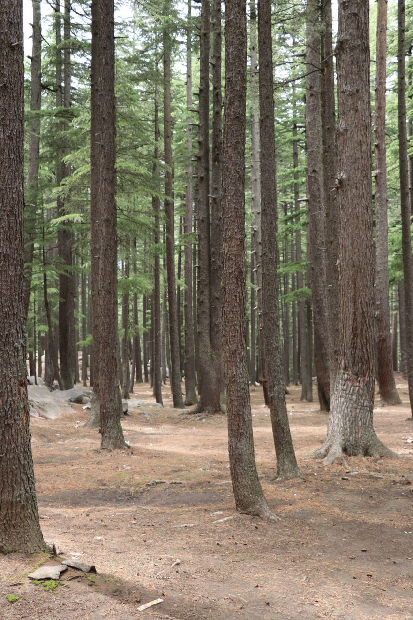 Where our sawmill waste actually comes from