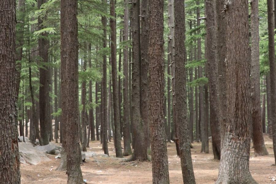 Where our sawmill waste actually comes from