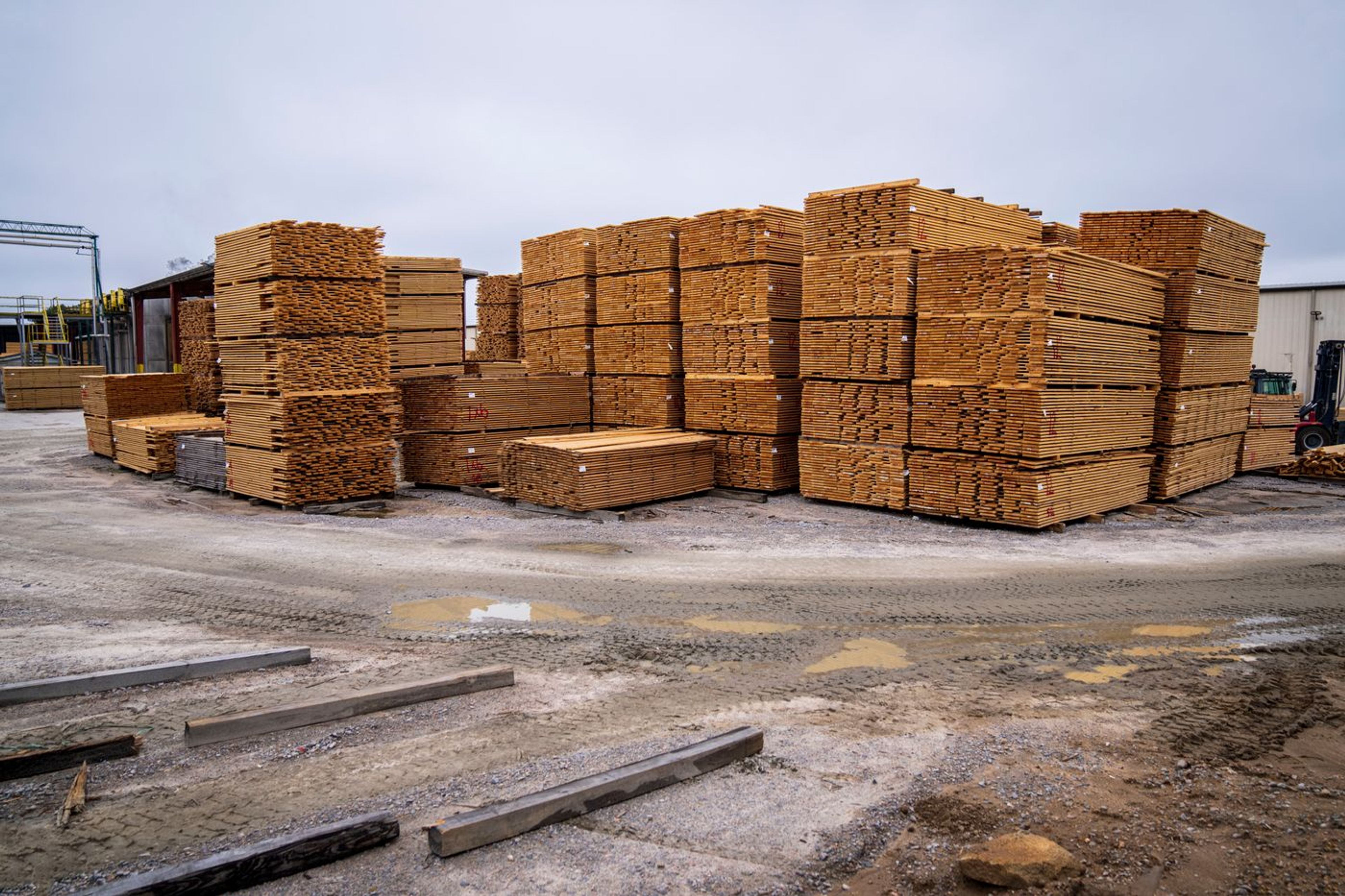 Yellow Pine vs. Deodar: the procurement matrix