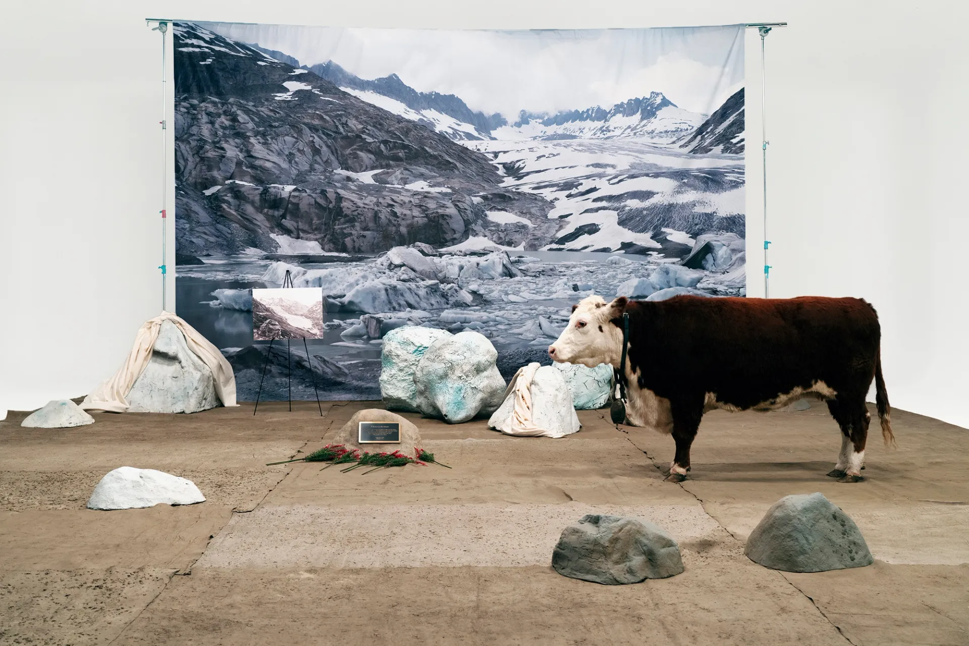 A cow stands in front of a photographic backdrop of a glacier; artifical turf covers the ground in the room.