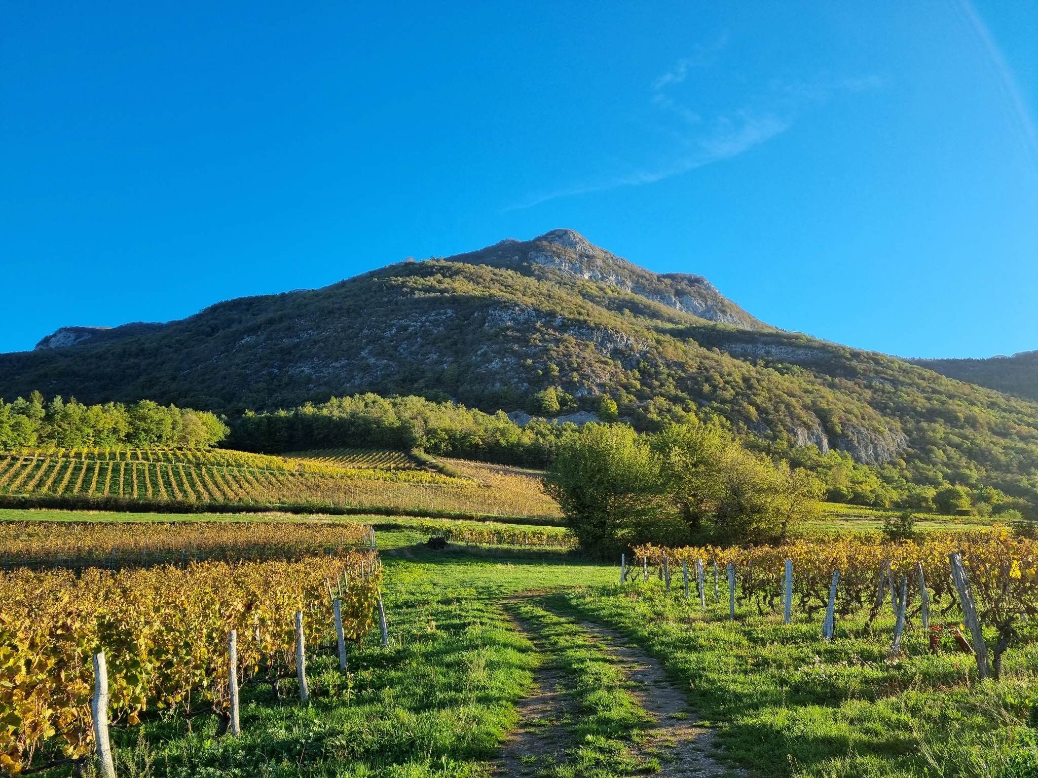 Coucher de soleil sur le vignoble