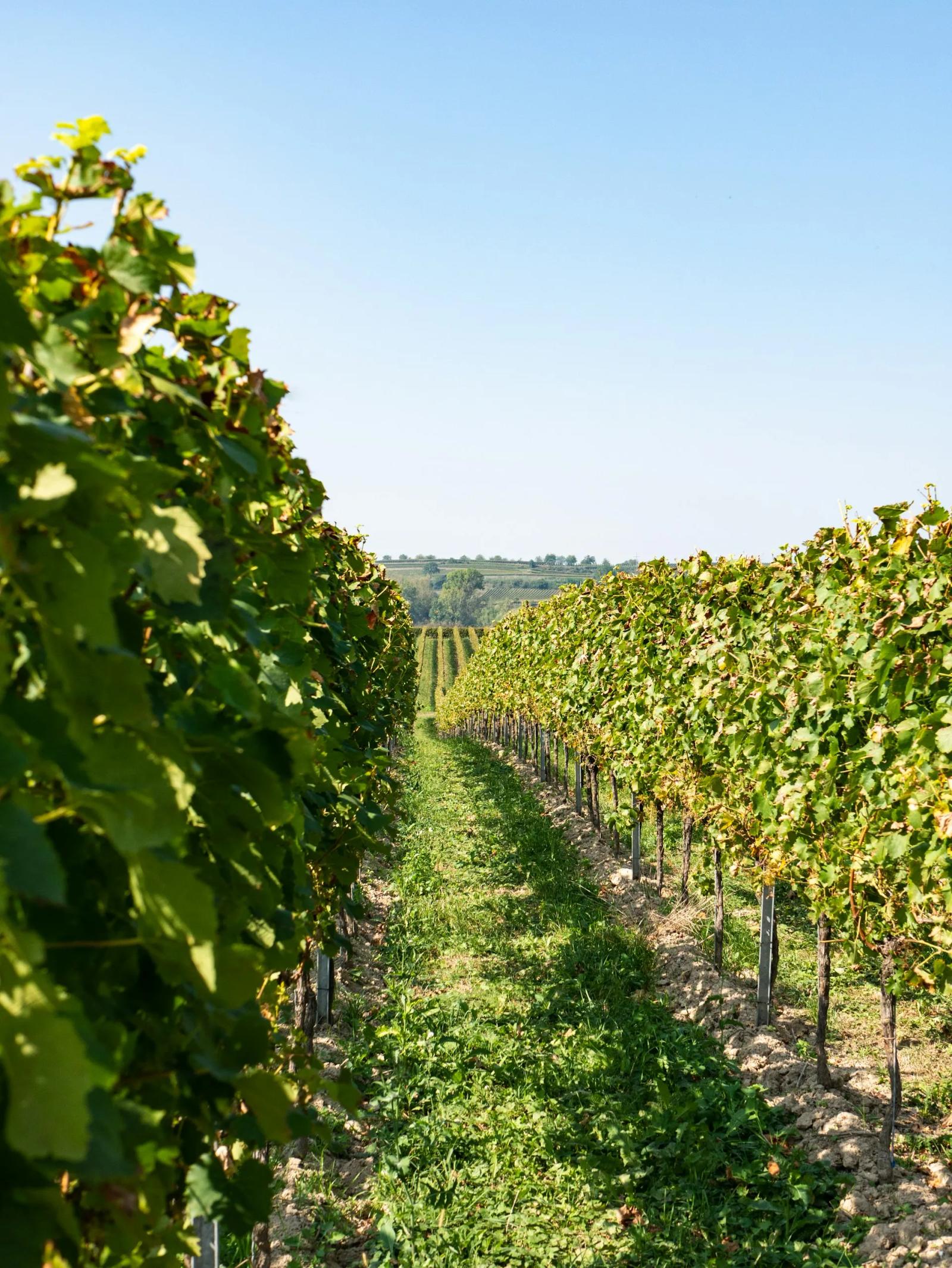 Le vignoble de Billième