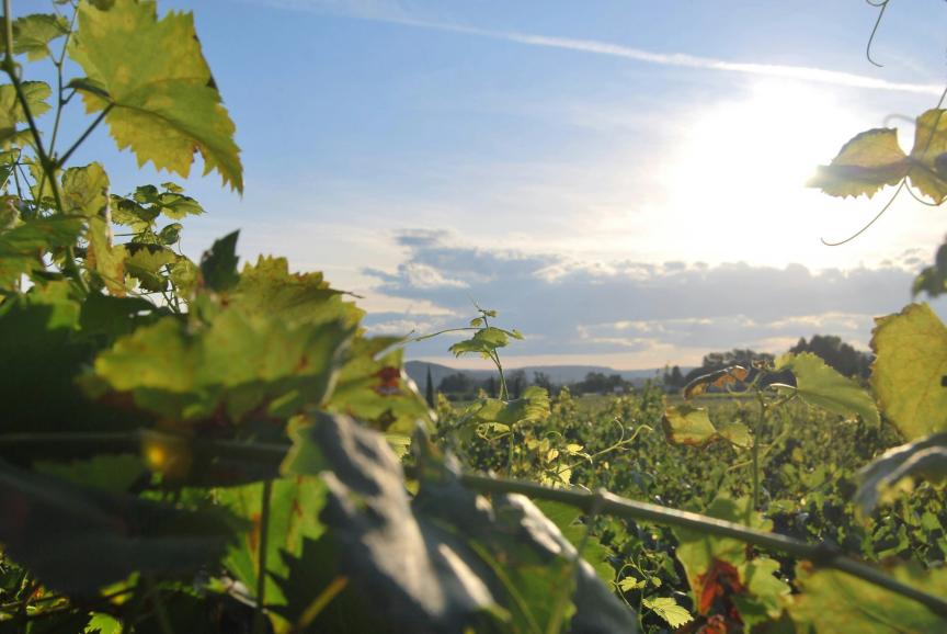 Photo des vignes de Billième
