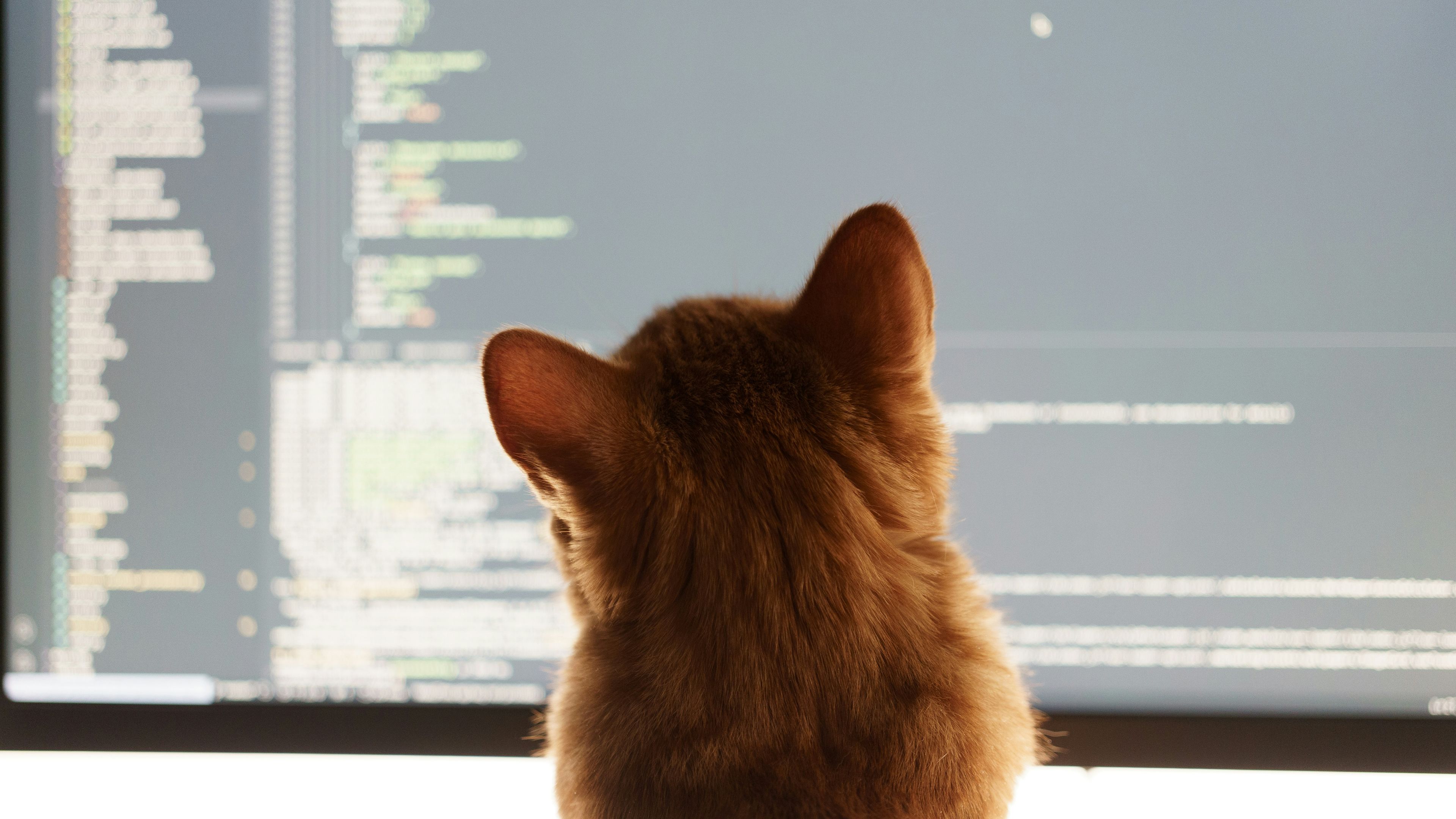 Cat looking at a