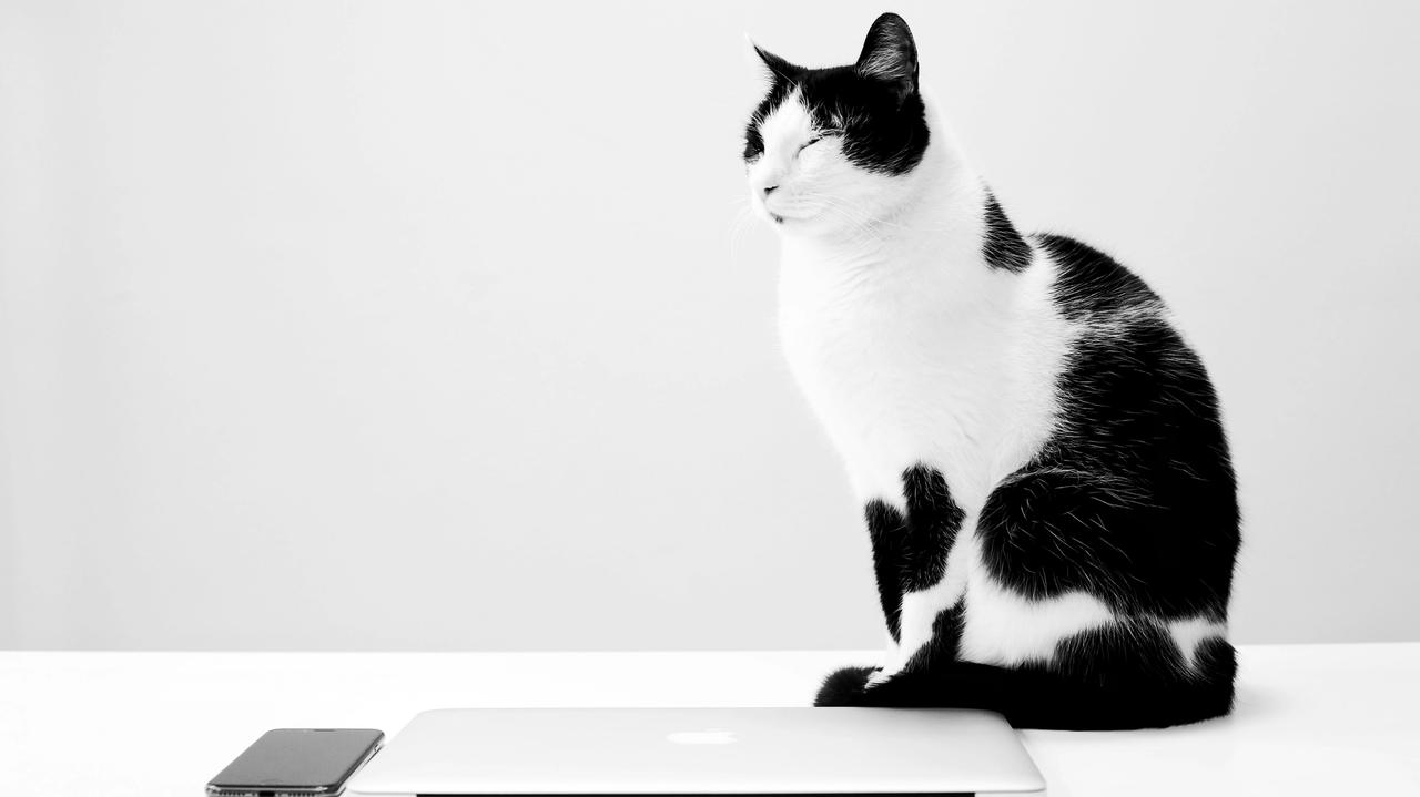 Black and white cat sitting on modern workspace