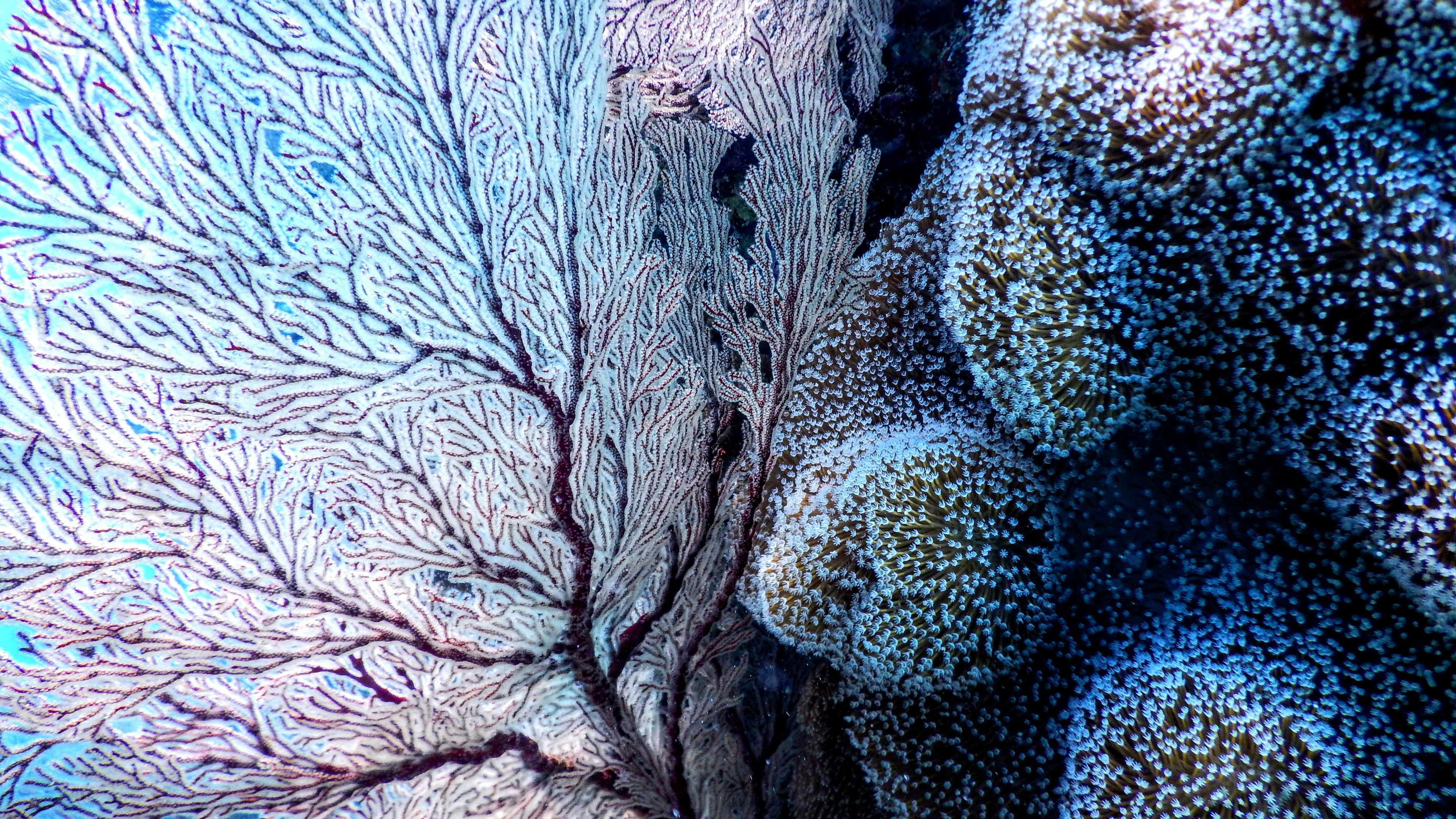 abstract coral image of fractals in nature