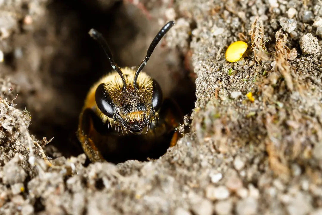 Ijere Insect ITZA