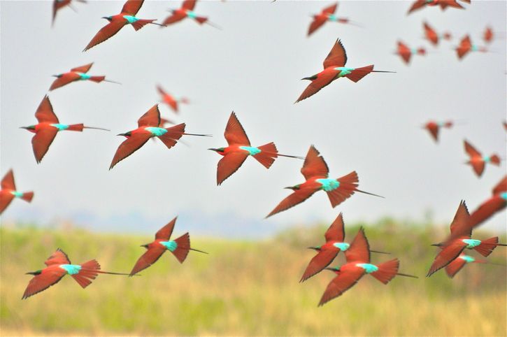 The Life Of Birds