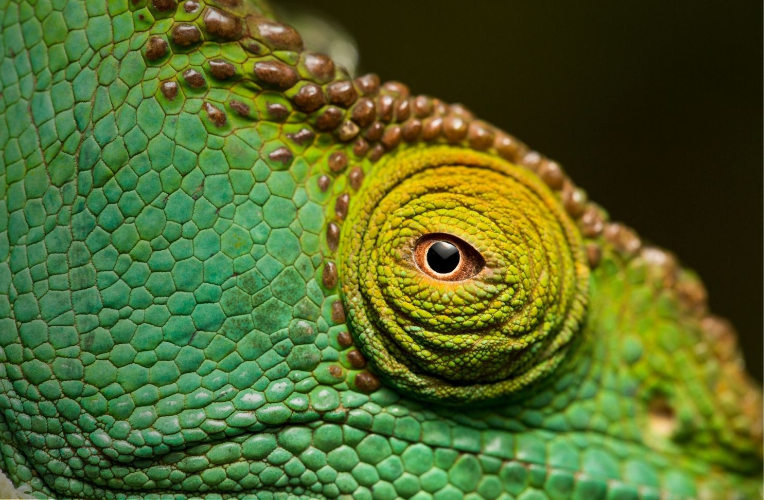 World of Reptiles