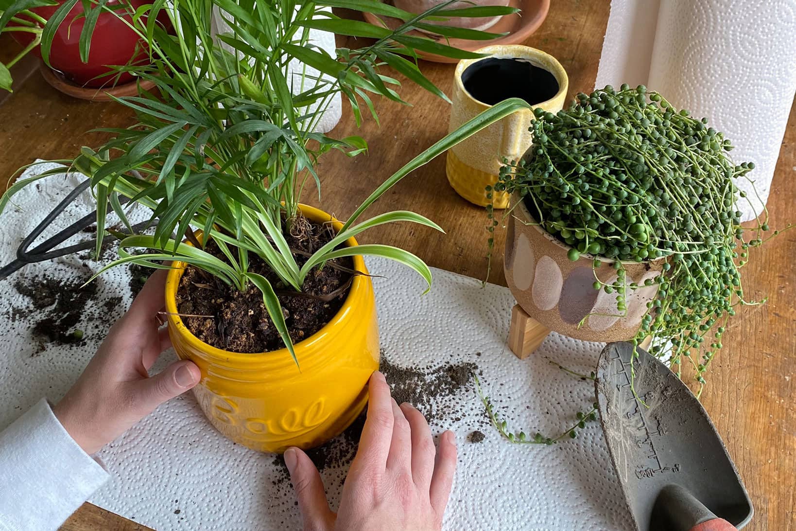 potting your plants