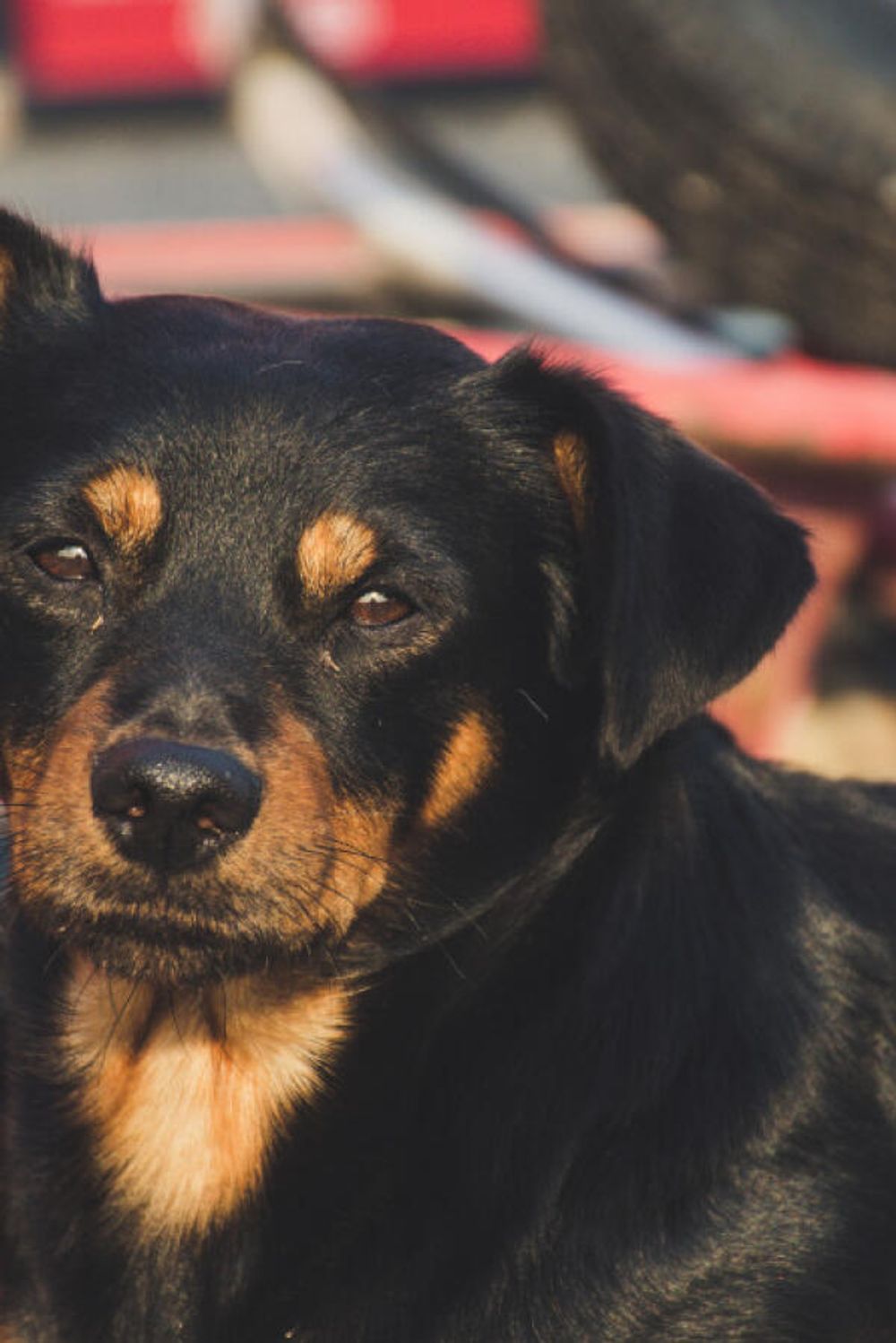 Cover for Milano Pride