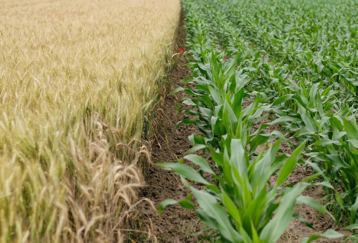 field-2