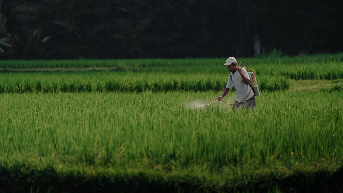 field-1