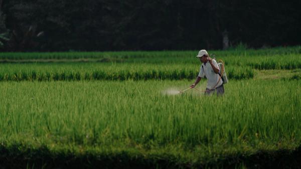 field-1