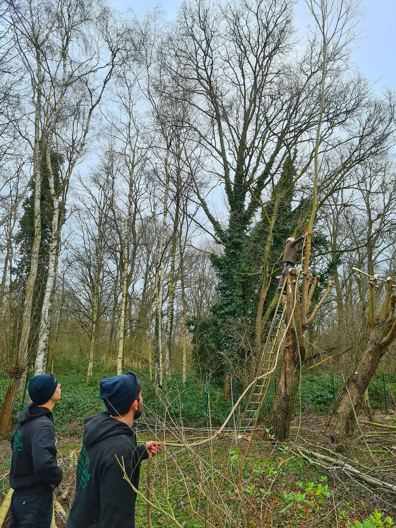 Tuinen Veulemans - Tuinonderhoud - bomen snoeien