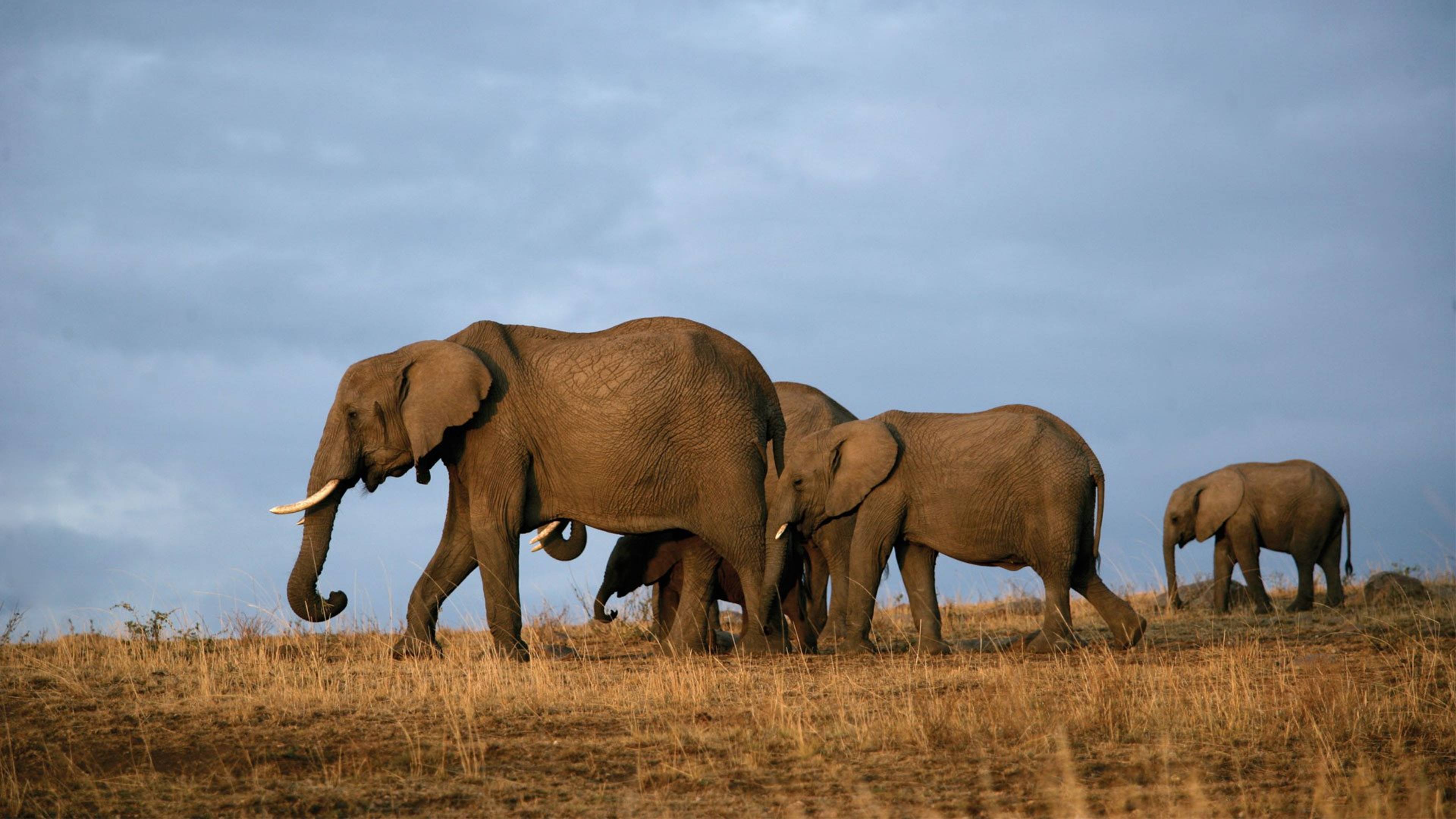 Tsavo National Park