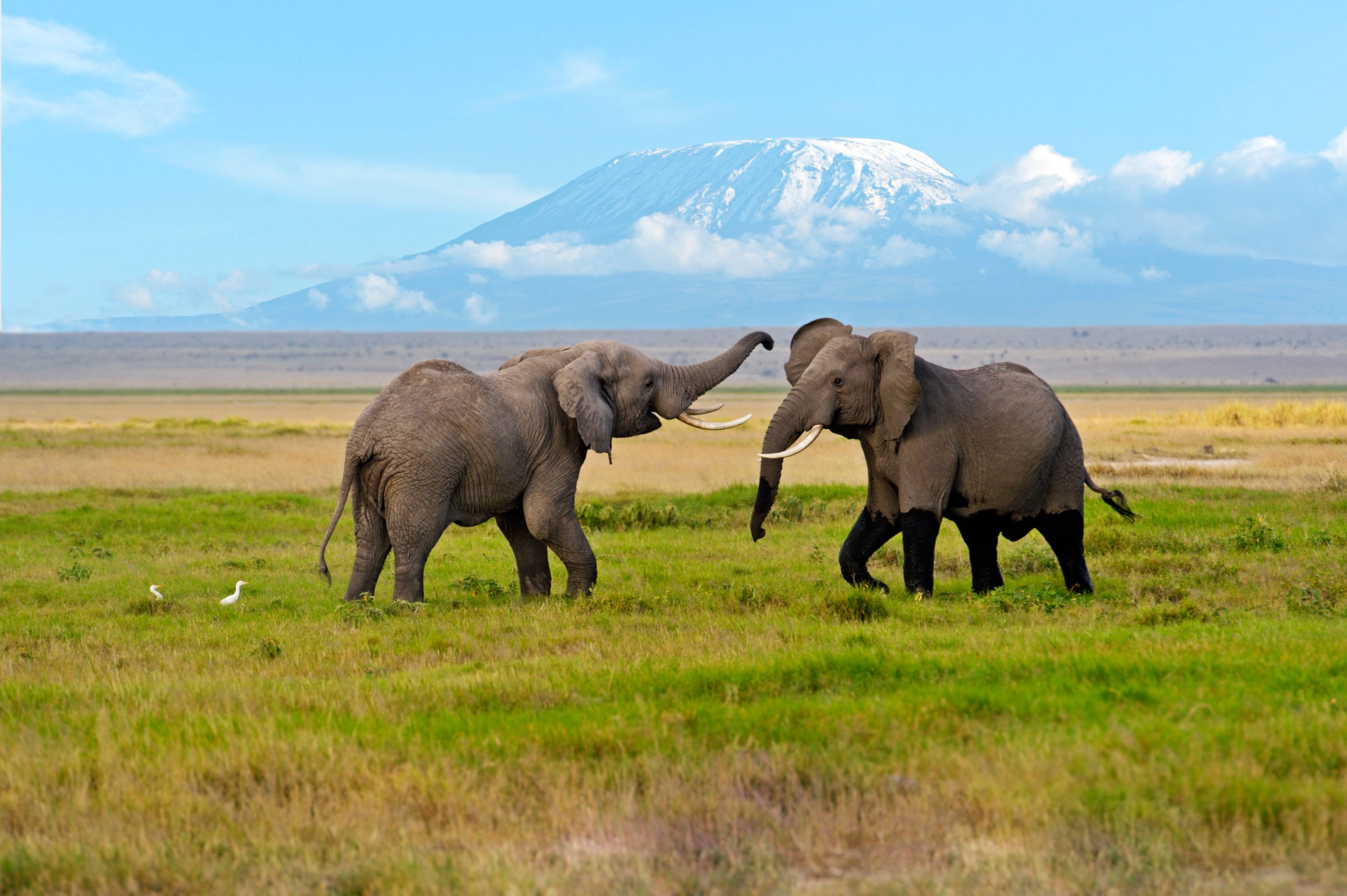 Ol Tukai Lodge Amboseli