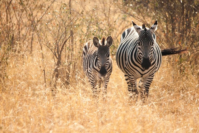 Maasai Mara National Park