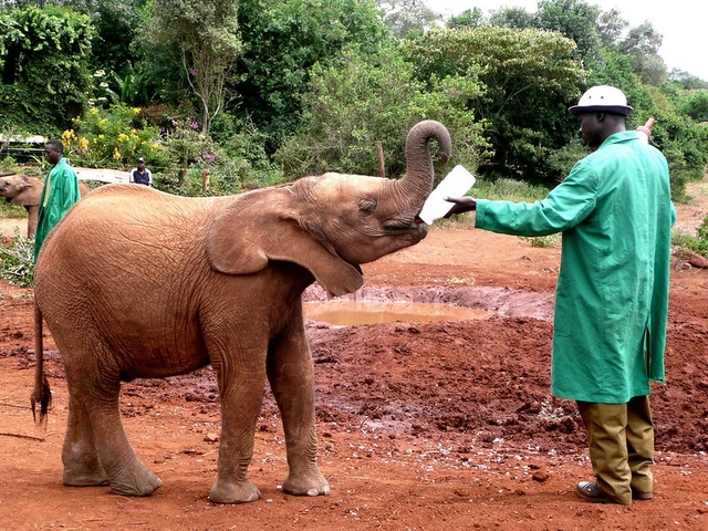 Daphne Sheldrick Elephant Orphanage