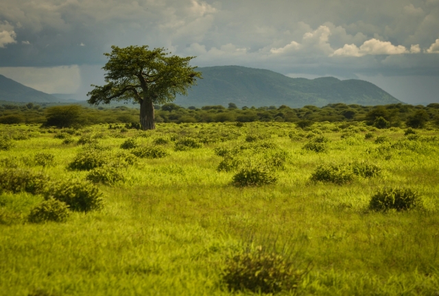 Ruaha National Park