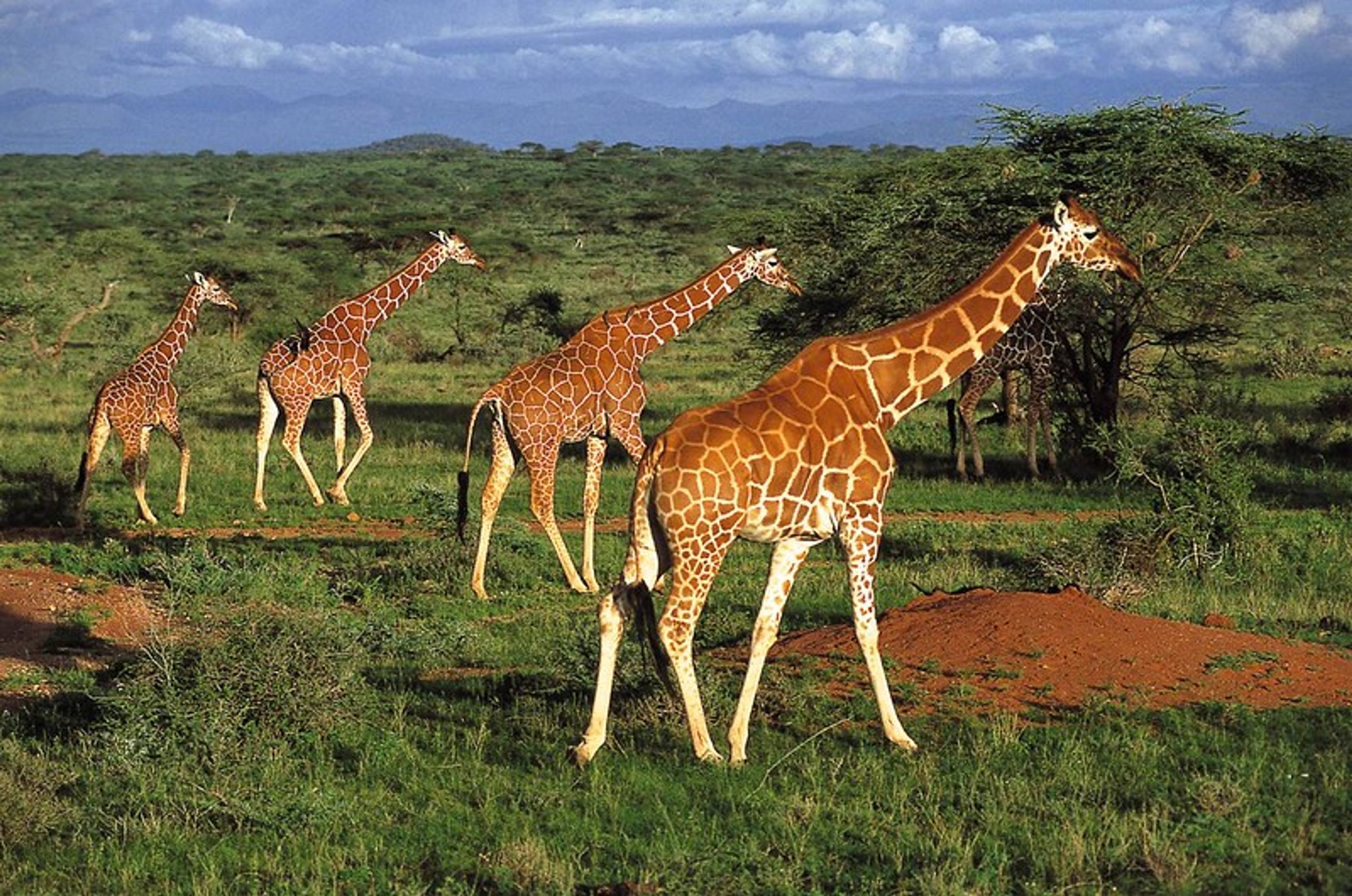 Amboseli National Park