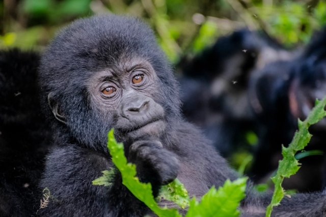 Bwindi Impenetrable National Park