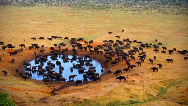 Meru National Park