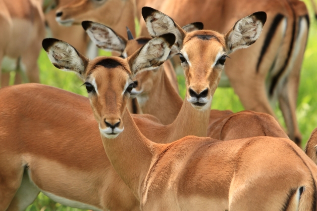 Mikumi National Park