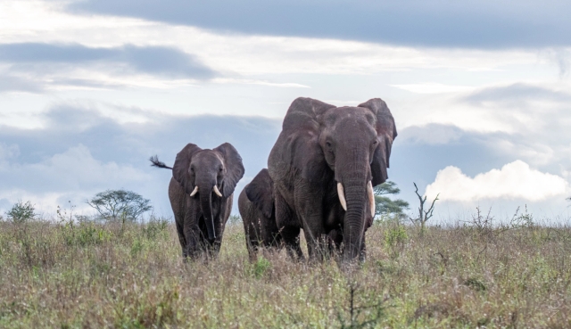 Tarangire National Park