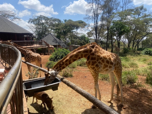 Giraffe Center - Nairobi Tour