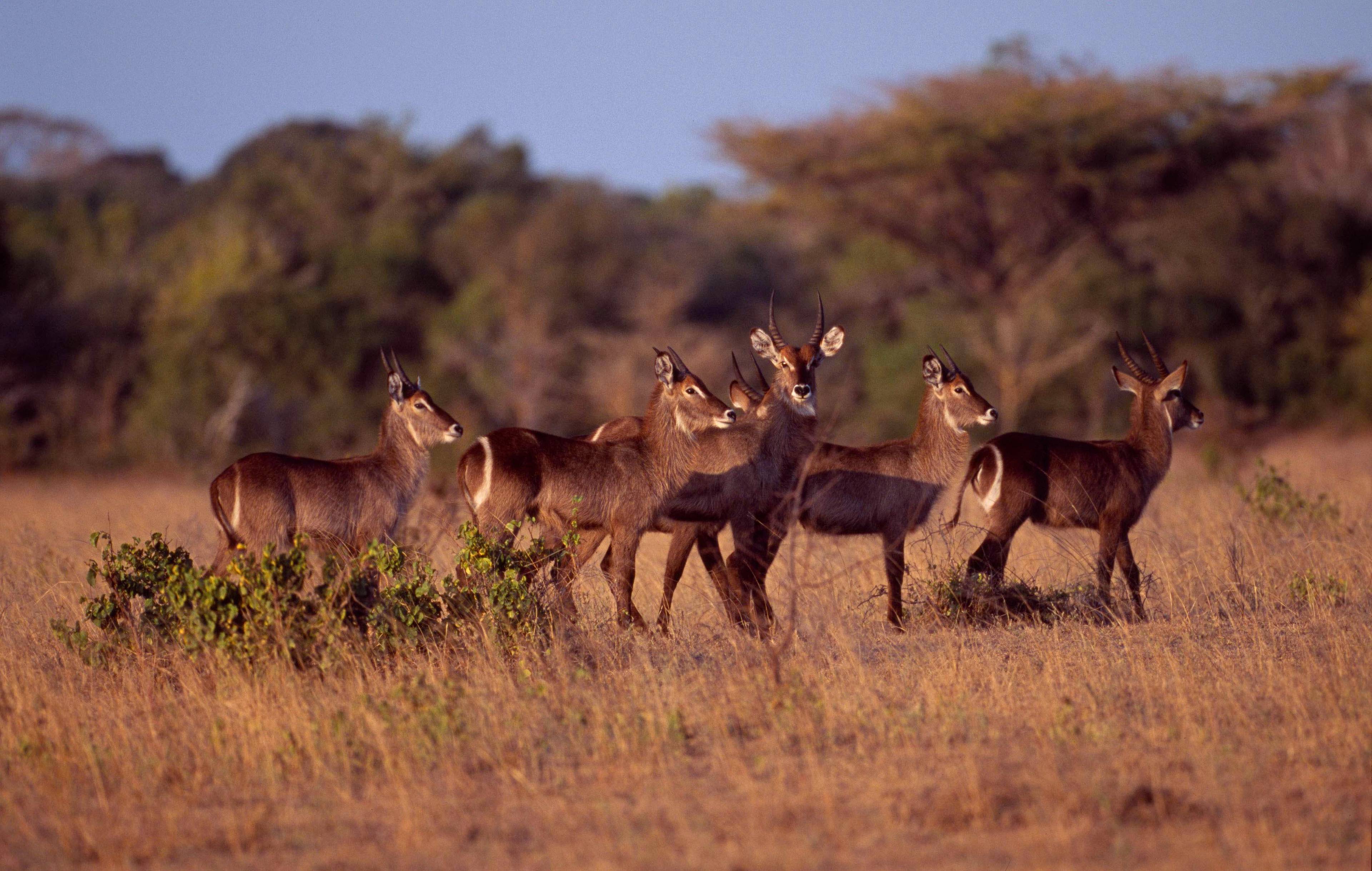 Saadani National Park