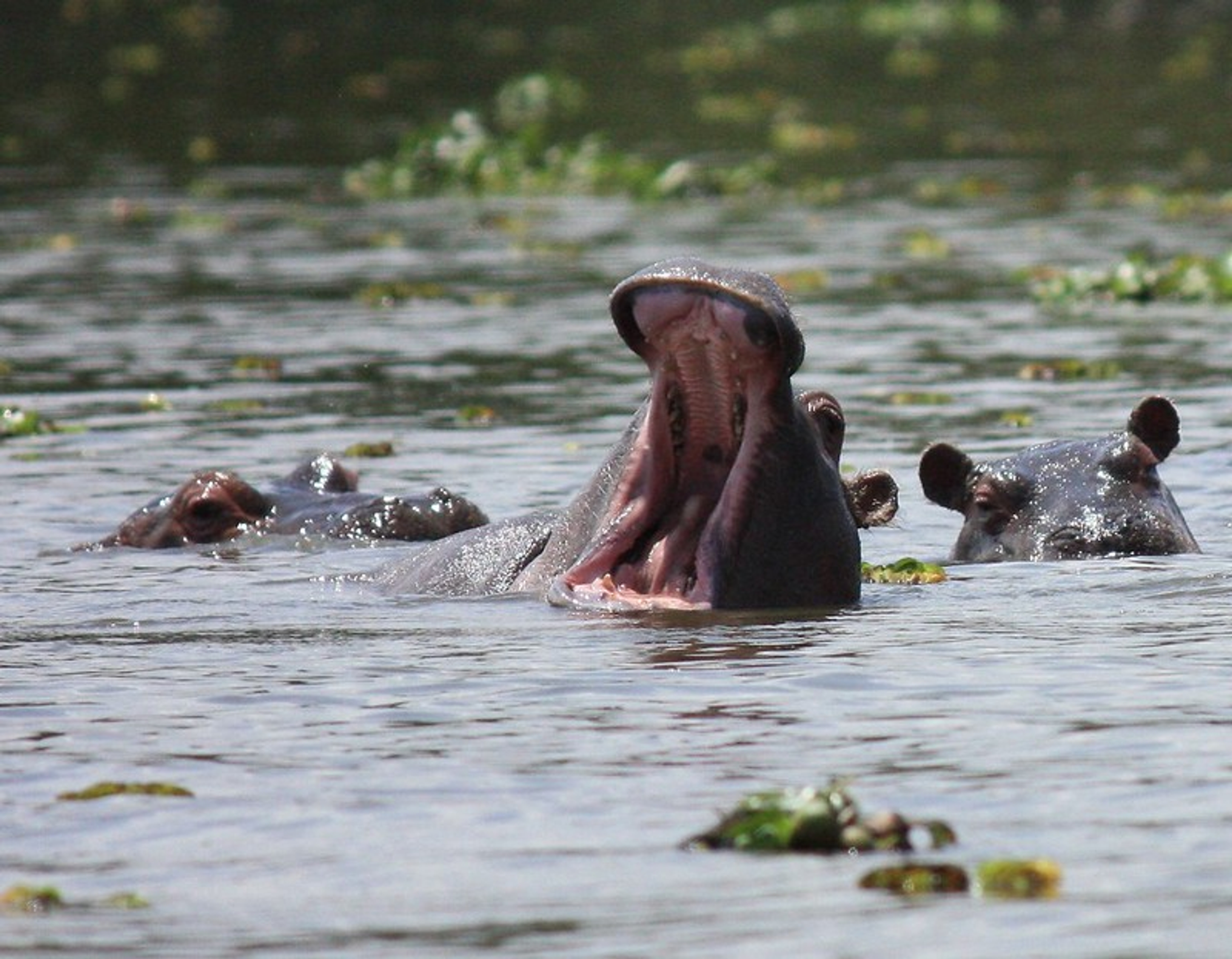 Naivasha Day Trip