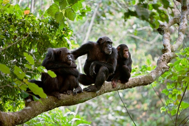 Gombe Stream National Park