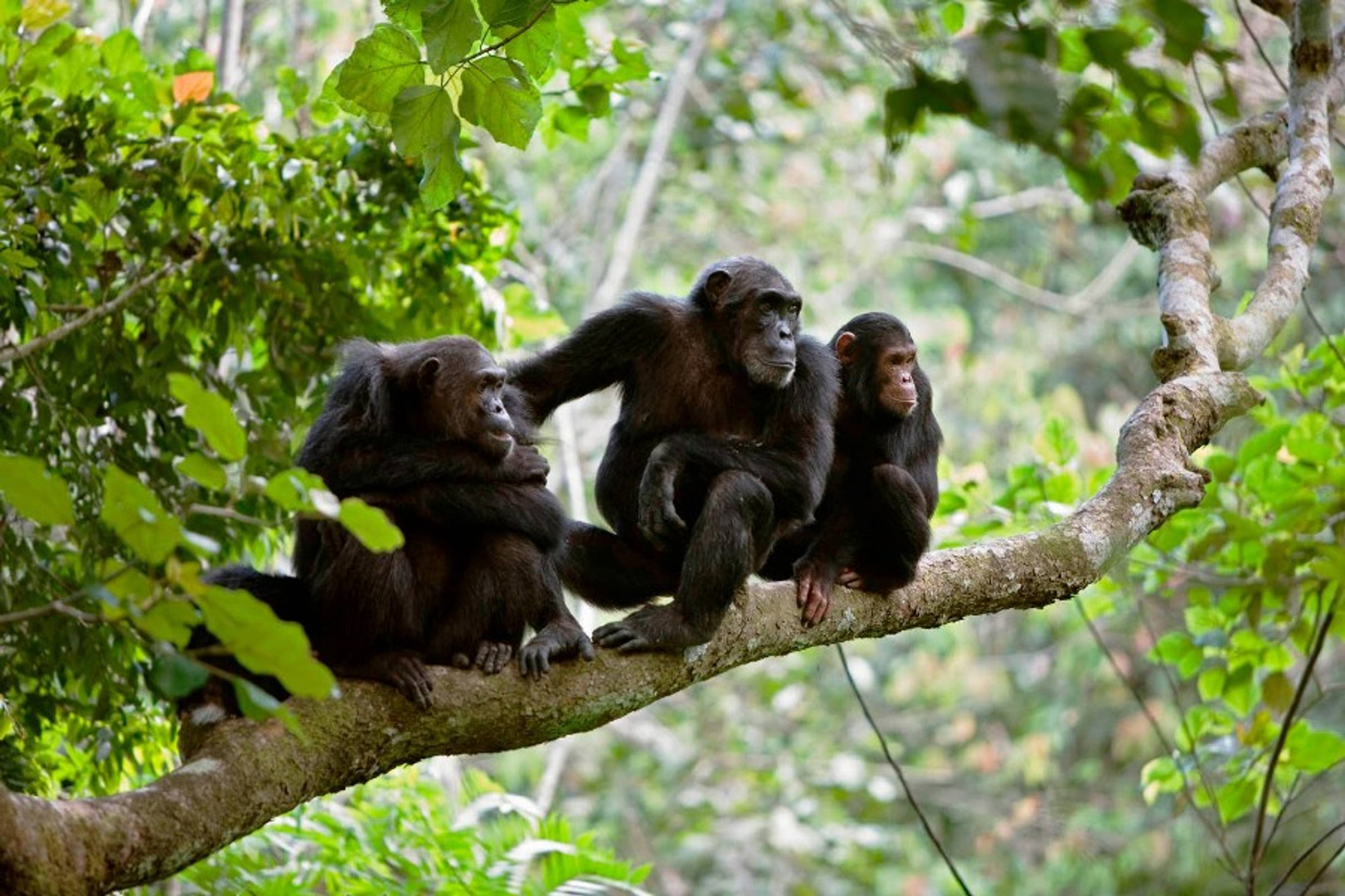 Gombe Stream National Park