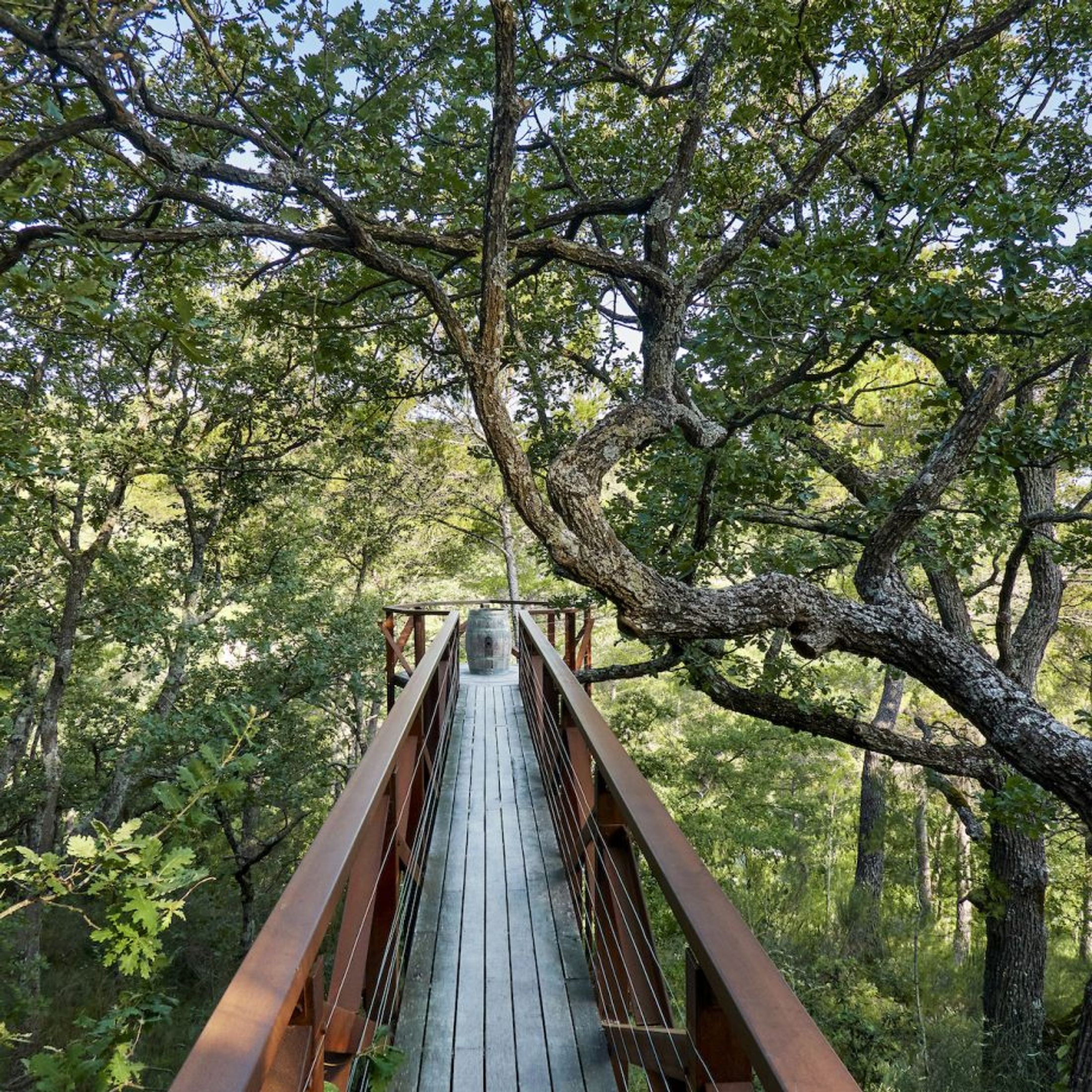 A long bridge in the trees