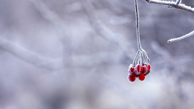 Tuin winterklaar maken: zo pak je dat aan