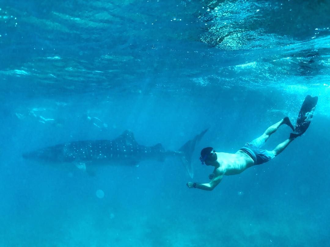 Man swimming in ocean with whale shark