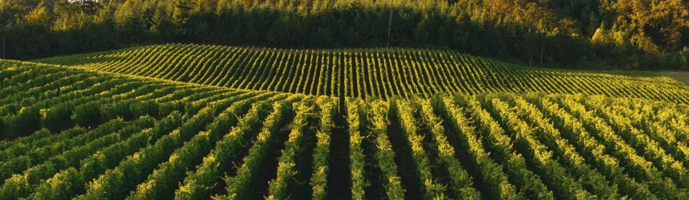 Heliopolis project cover - vineyards