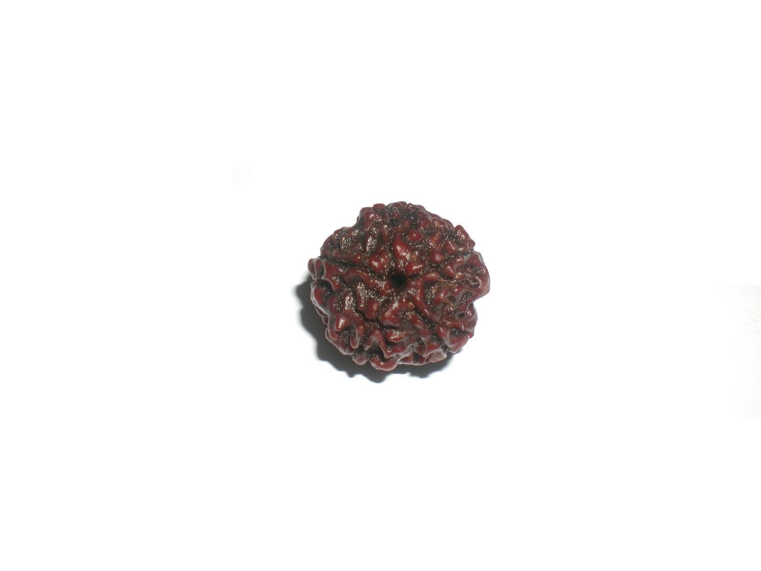 5 Mukhi Rudraksha (Everyday Wear)