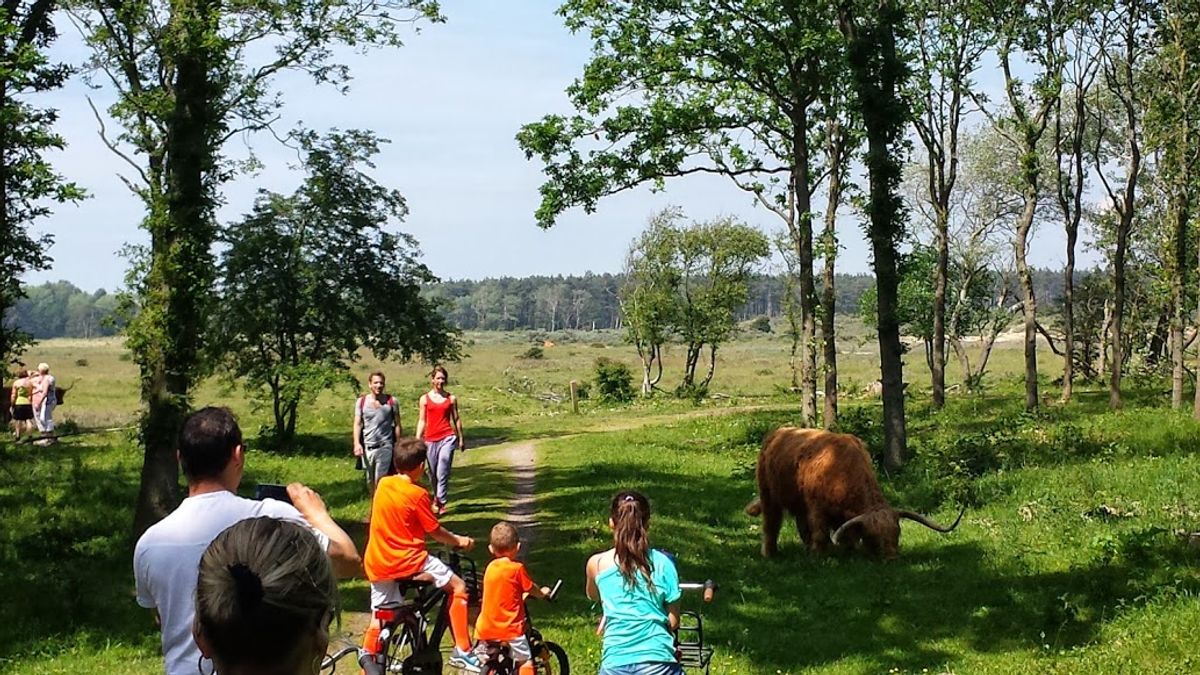 Wilde bizons gezien onder het fietsen